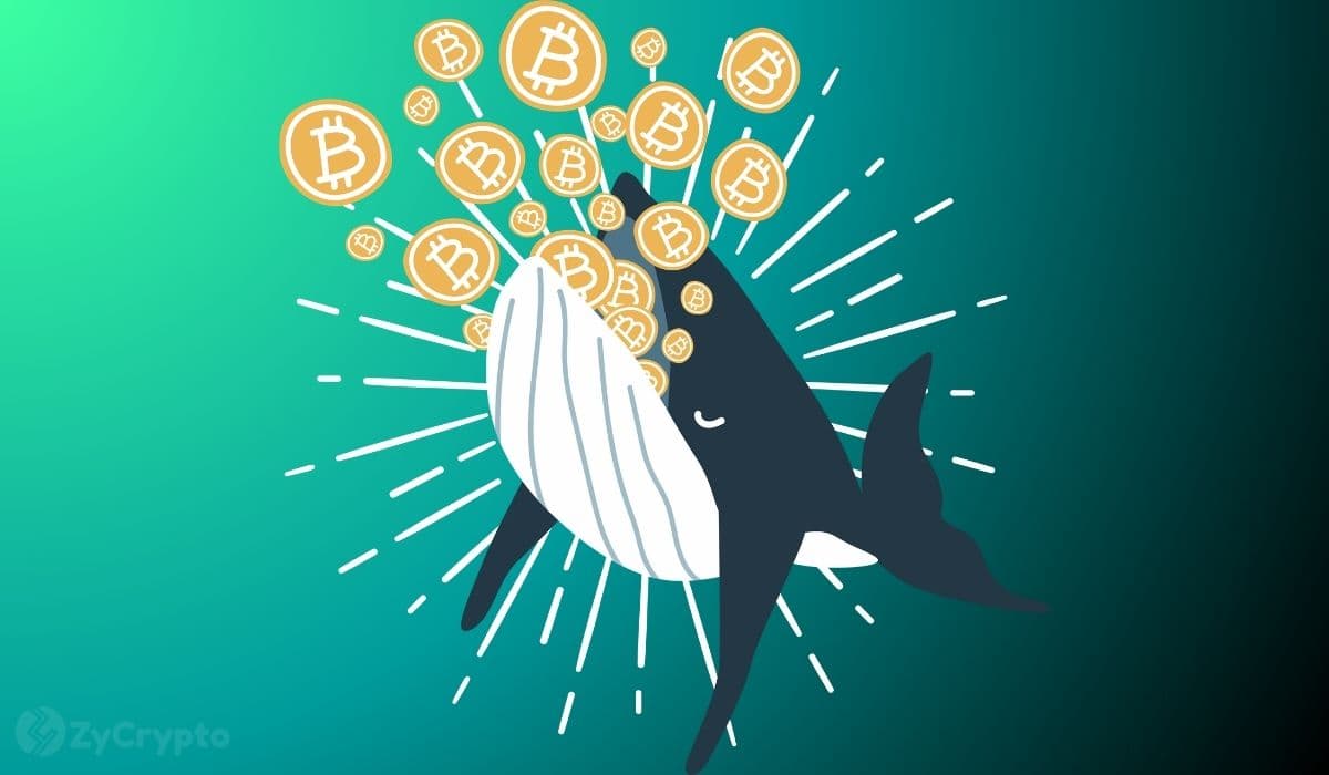 Bitcoin Whales Go Hunting: Aggressive Accumulation Amidst 20% Price Slump Signals Potential Reversal